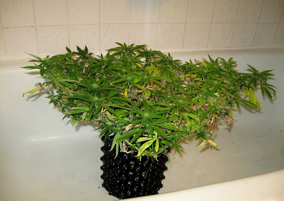 vyrashchivanie konopli svetodiodnaya panel led 1