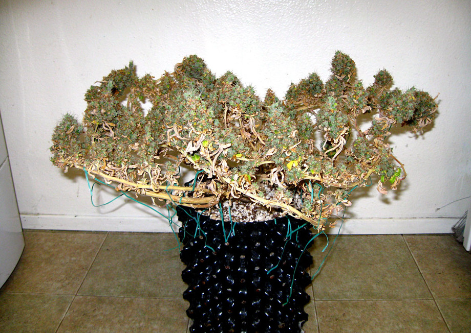 vyrashchivanie konopli svetodiodnaya panel led 2