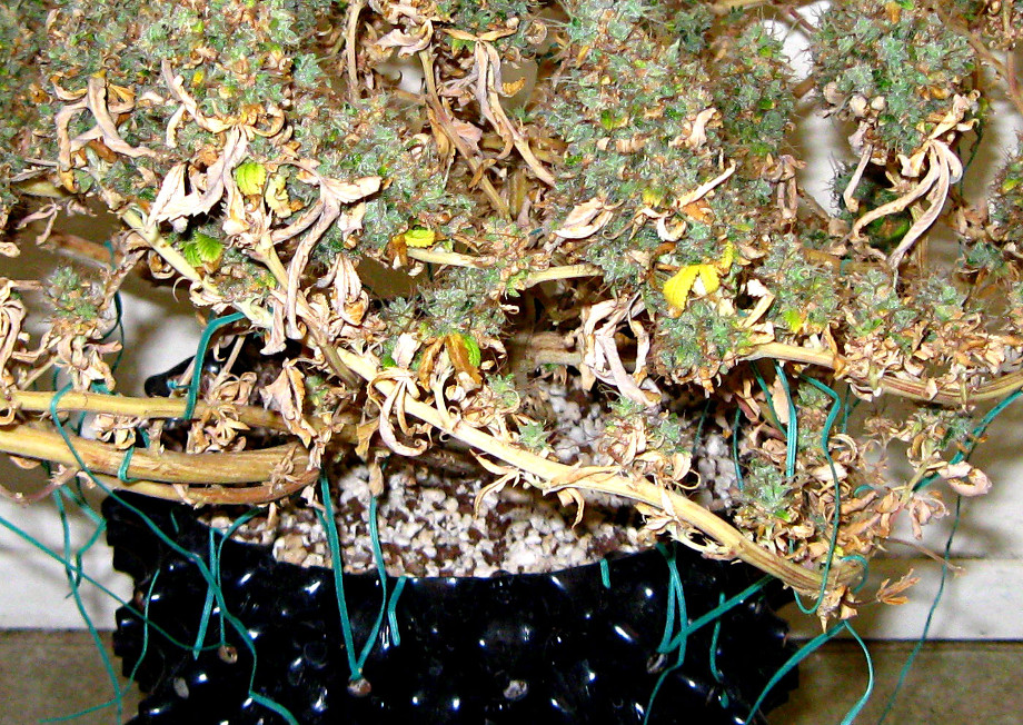 vyrashchivanie konopli svetodiodnaya panel led 3