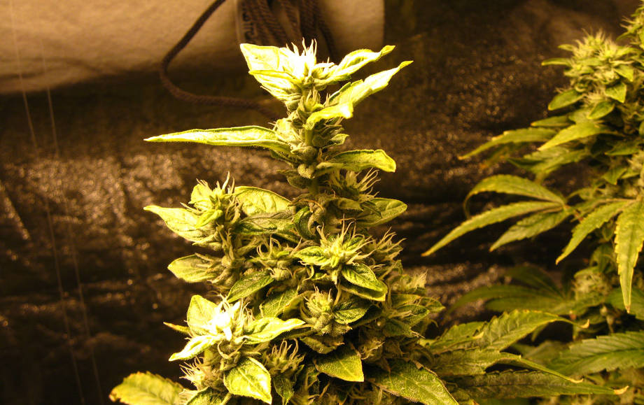 bolshie saharnye listochki