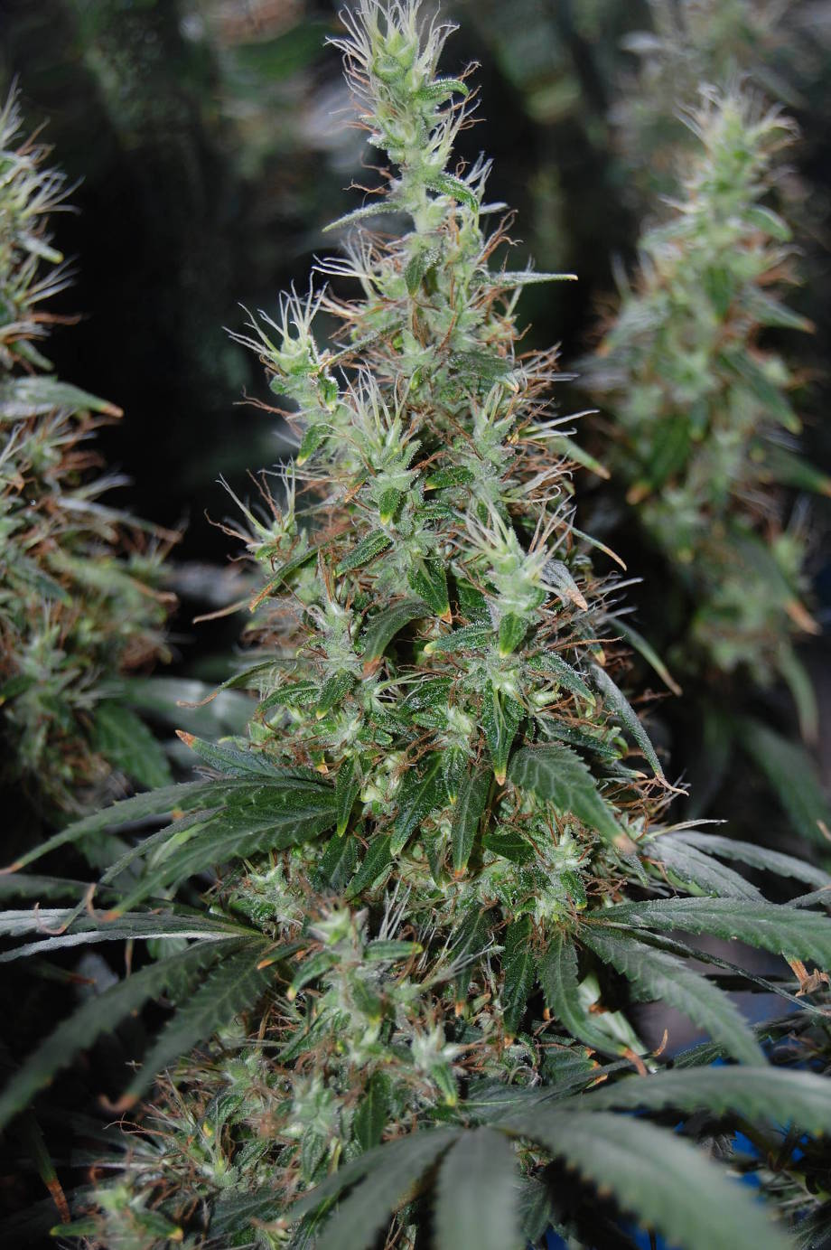 boshki konopli hvosty