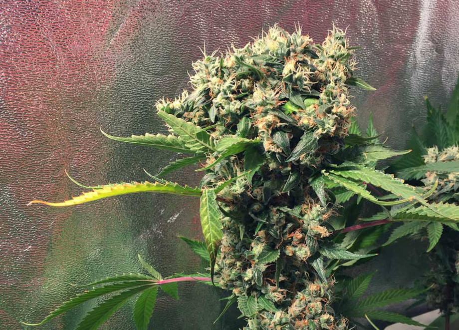 boshki marihuany vytyanulis