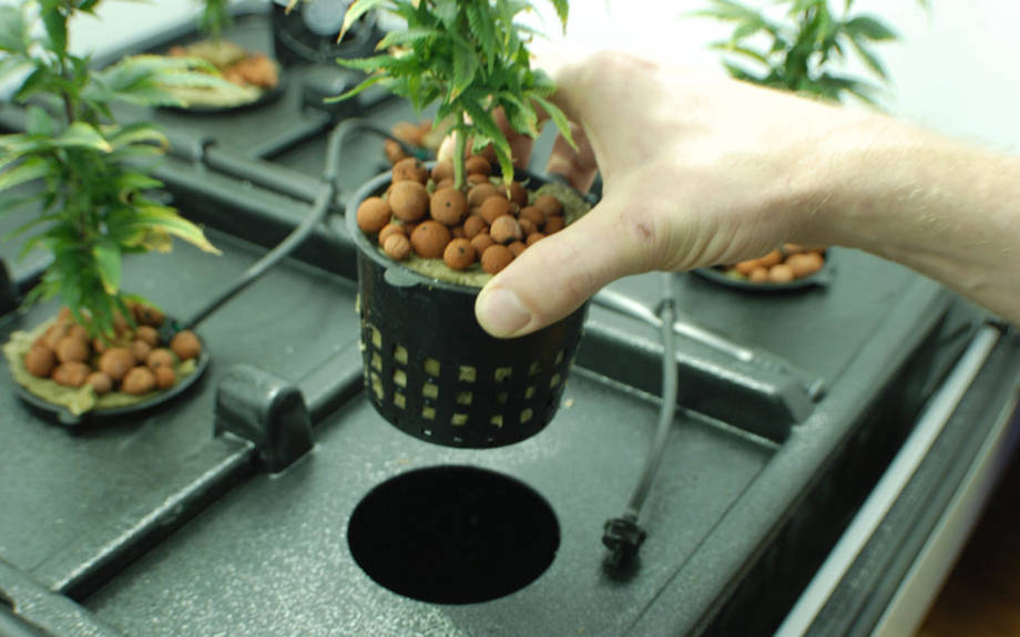 gidroponnaya sistema groubokse