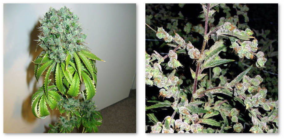 golovy cole train socvetiya dr grinspoon