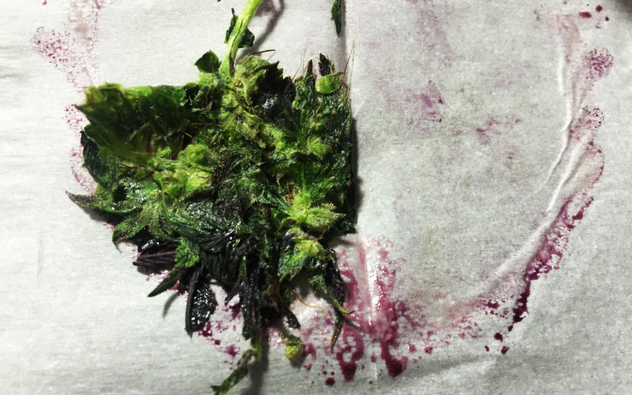 ispolzovat shishki malo tgk