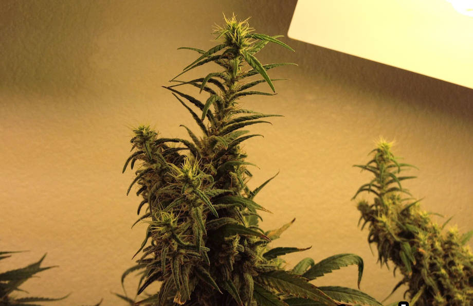 kanabis boshki vytyanutye