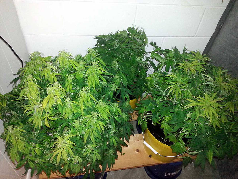 marihuana verhushki obozhglo lampoj