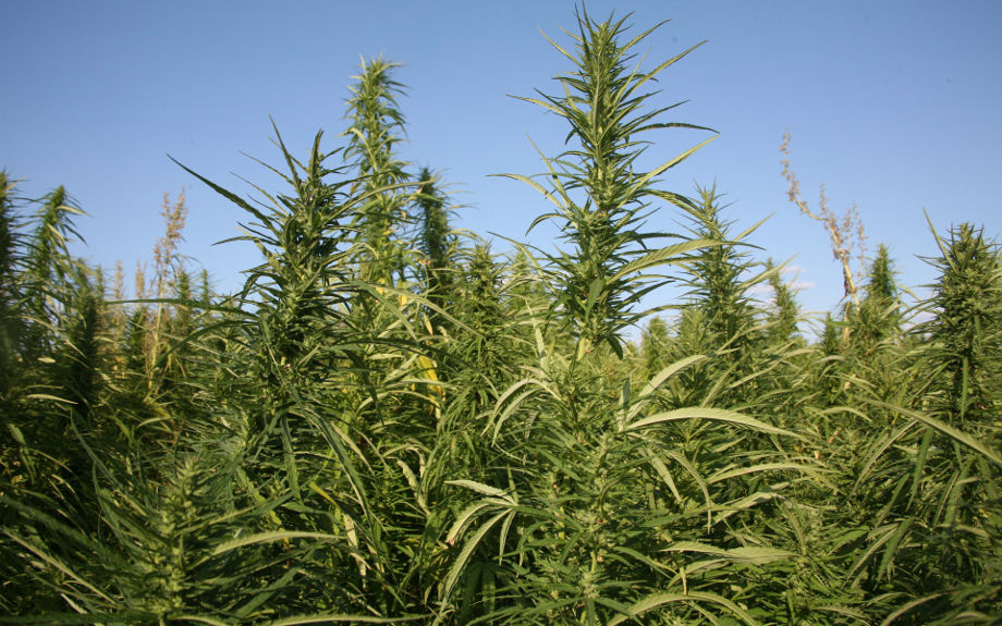 mirovye proizvoditeli tekhnicheskoj konopli