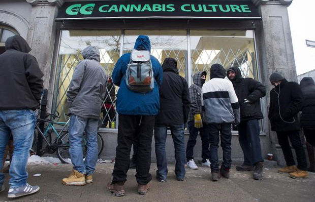 canada montreal policiya zakryla konoplyanye magaziny