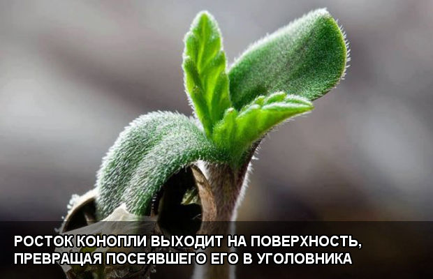 Росток конопли выходит на поверхность, превращая посеявшего его в уголовника