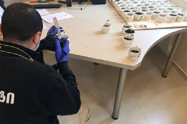 gruziya partiya girchi posadila konoplyu policiya oblava