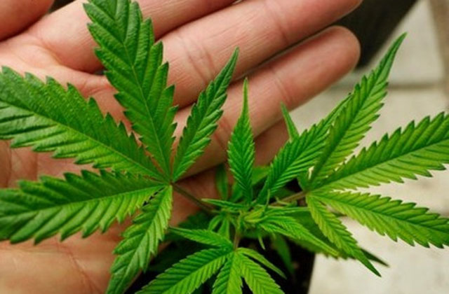 canchew cbd gum review