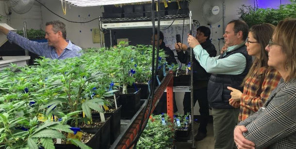 colorado pot regulators