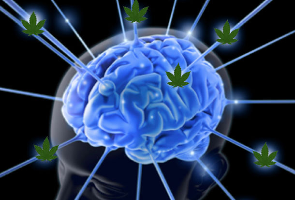 marijuana cures brain tumor