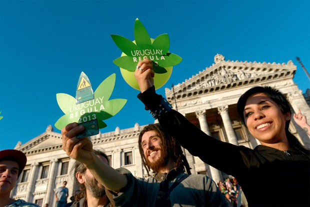 uruguayan legal cannabis