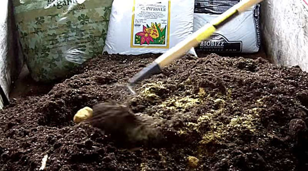 rake fish bone meal into soil