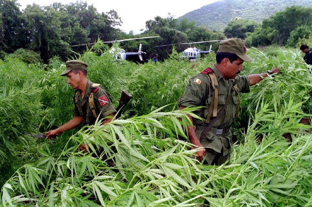 latin america support marijuana reform