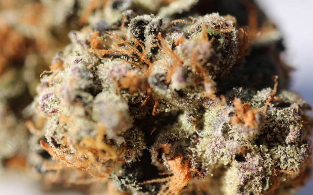 трава вместо таблеток для похудения