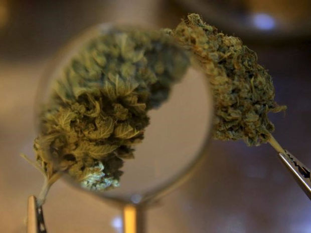 whats in the plant really