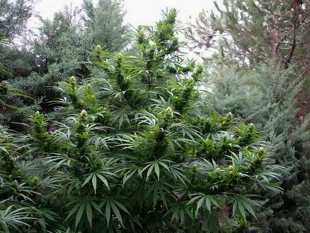 wild outdoor cannabis
