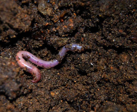 worm in organic soil marijuana