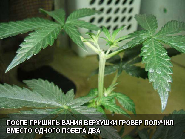 После прищипывания верхушки гровер получил вместо одного побега два