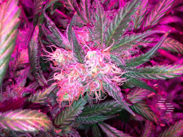 beautiful marijuana bud under led light