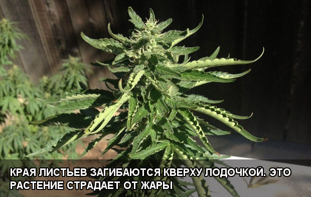 Края листьев загибаются кверху лодочкой. Это растение страдает от жары и жажды