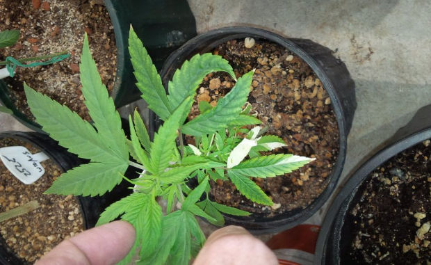 deformaciya listev konopli