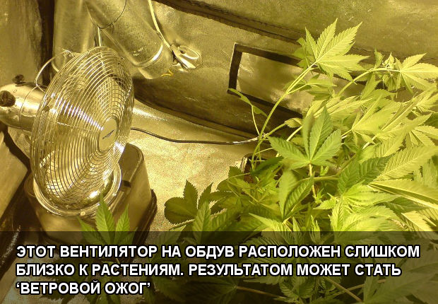 Этот вентилятор на обдув расположен слишком близко к растениям. Результатом может стать ‘ветровой ожог’