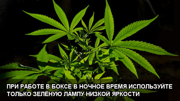 При работе в боксе в ночное время используйте только зелёную лампу низкой яркости