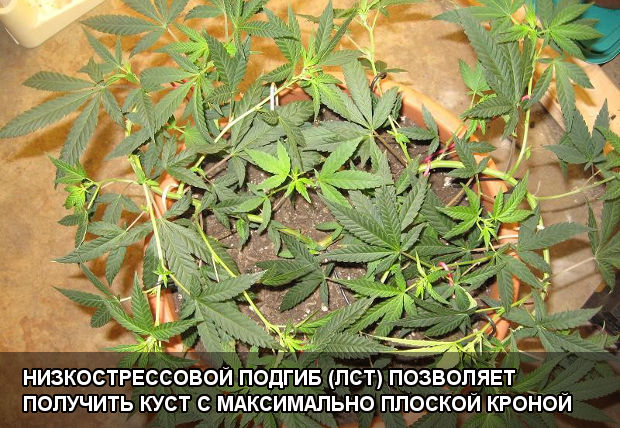 Низкострессовой подгиб (ЛСТ) позволяет получить куст с максимально плоской кроной