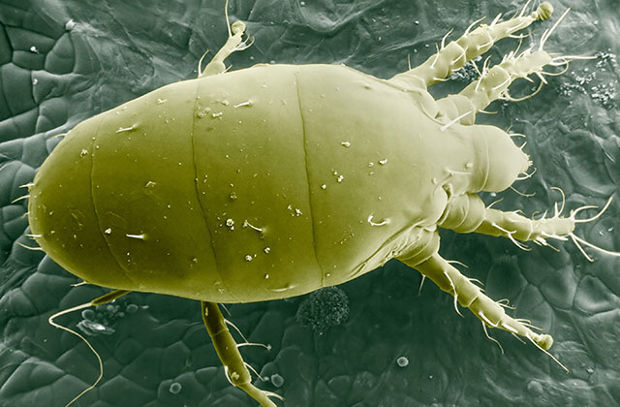 oranzherejnyj prozrachnyj kleshch