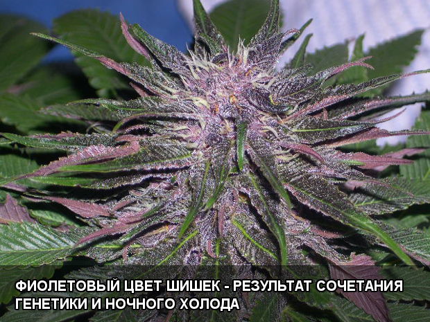 Фиолетовый цвет шишек - результат сочетания генетики и ночного холода