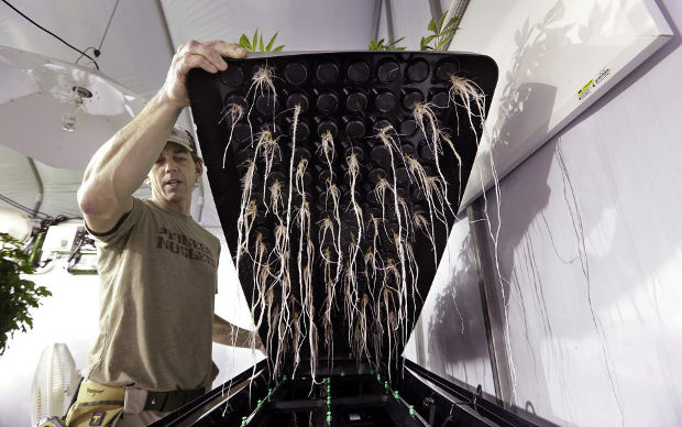 aeroponics bed marijuana