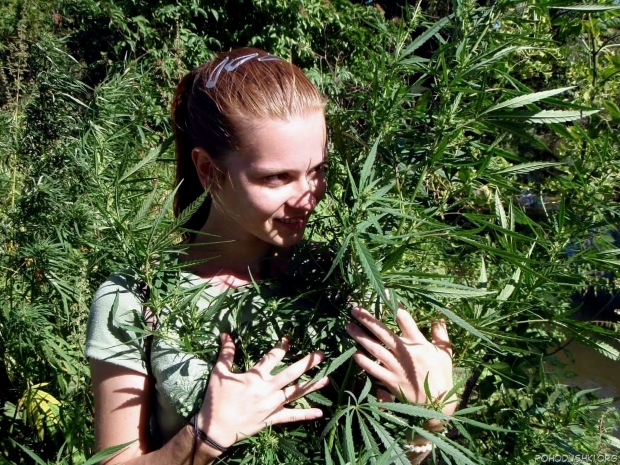 Выращиваем коноплю в аутдоре