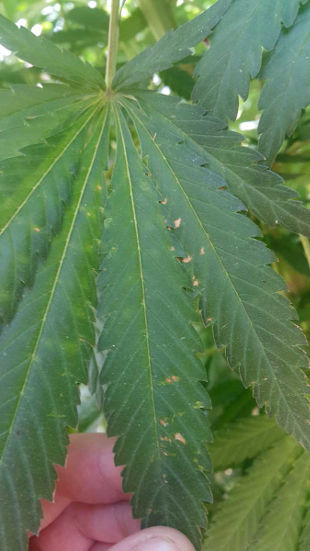 cannabis wind leaf damage
