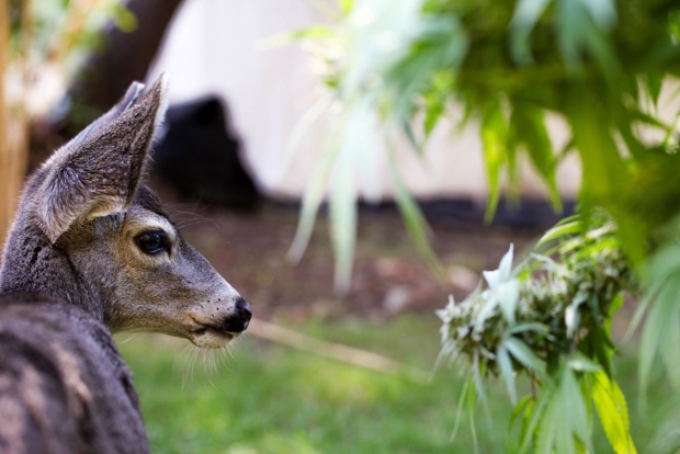 Легалайз в Австралии: понятно и кенгуру