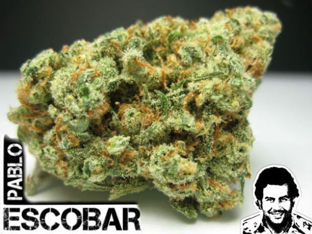 конопля Pablo Escobar