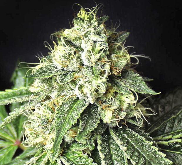 сорт Pablo Escobar