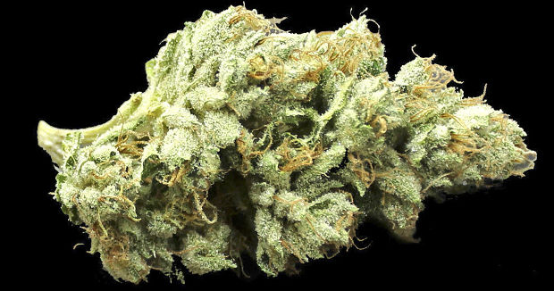 сорт Эскобар