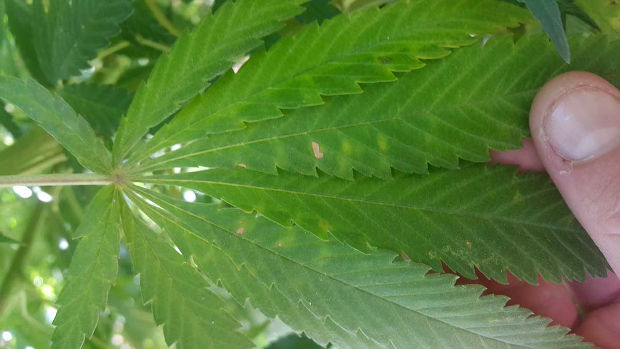 wind leaf damage spots cannabis