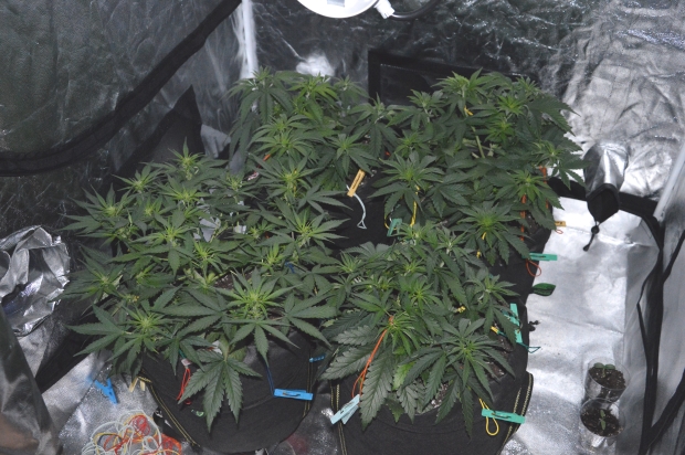 Конопля превращается в шар!