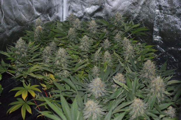 Конопля в гроубоксе