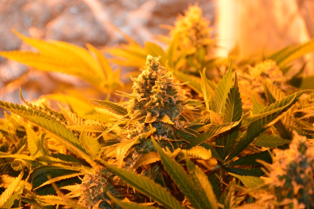 Лучшие шишки конопли - выращенные своими руками!