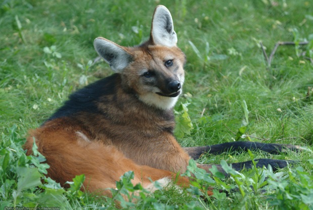 chrysocyon brachyurus 03
