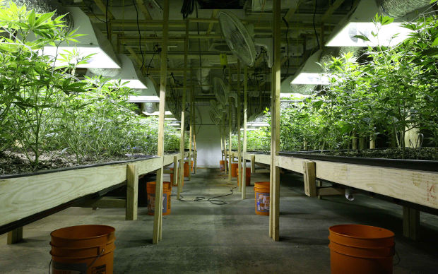 о значении pH для конопли