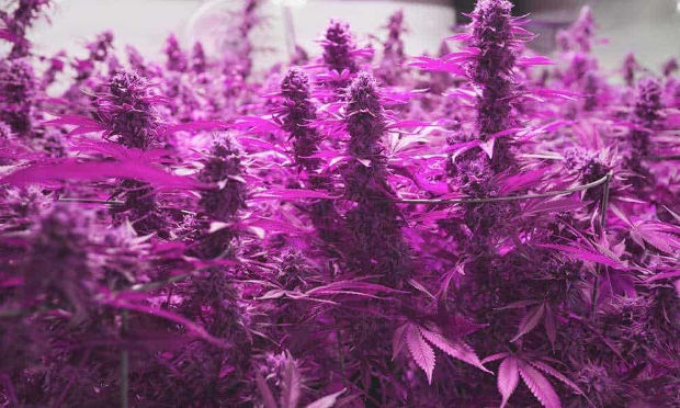 LED-светильники для растений