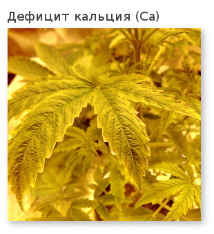 конапля дефицит кальция