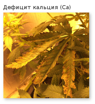 марихуана дефицит кальция